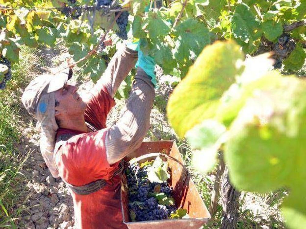 San Juan cosechar� un 25% menos de uva en la Vendimia 2014