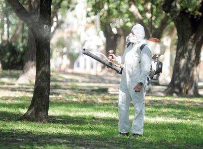 Hay muchos mosquitos pero no son los que transmiten el dengue