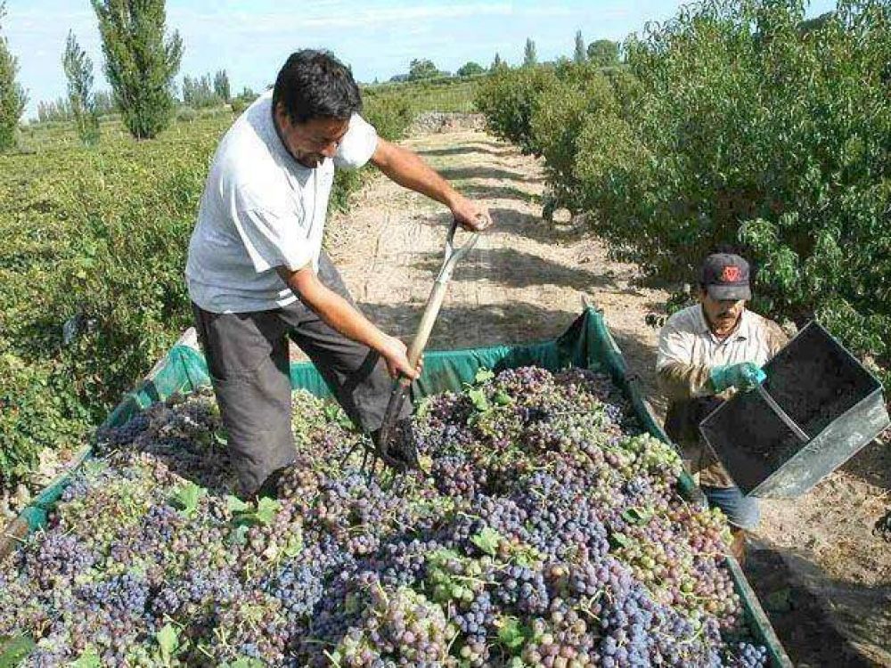 Disminuy� el 17% la producci�n de uvas