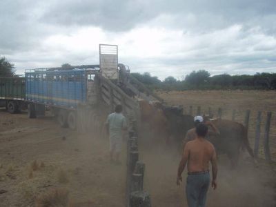Estafa en Winifreda: recuperan 80 vacunos