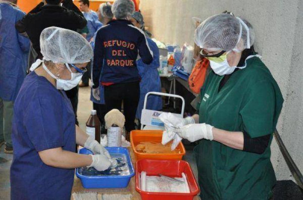 Preparan una nueva campa�a masiva de castraci�n de canes en marzo
