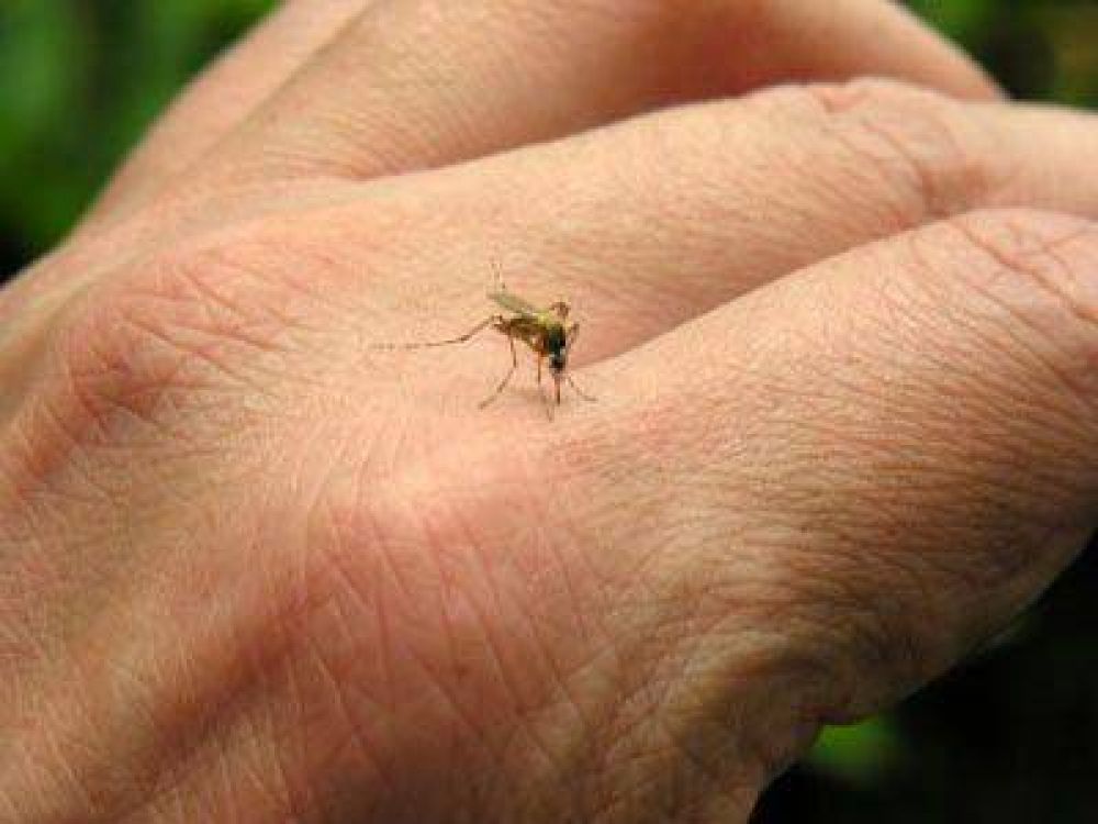 Hay �invasi�n� de mosquitos y advierten por el dengue