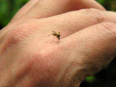 Hay �invasi�n� de mosquitos y advierten por el dengue