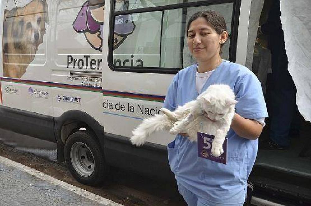 NUEVOS OPERATIVOS DE CASTRACI�N Y VACUNACI�N EN DIFERENTES BARRIOS DEL DISTRITO