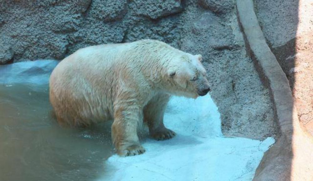 Ma�ana se concretar� la junta m�dica que evaluar� la situaci�n del oso Arturo