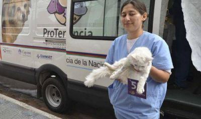 Nuevos operativos de castraci�n y vacunaci�n