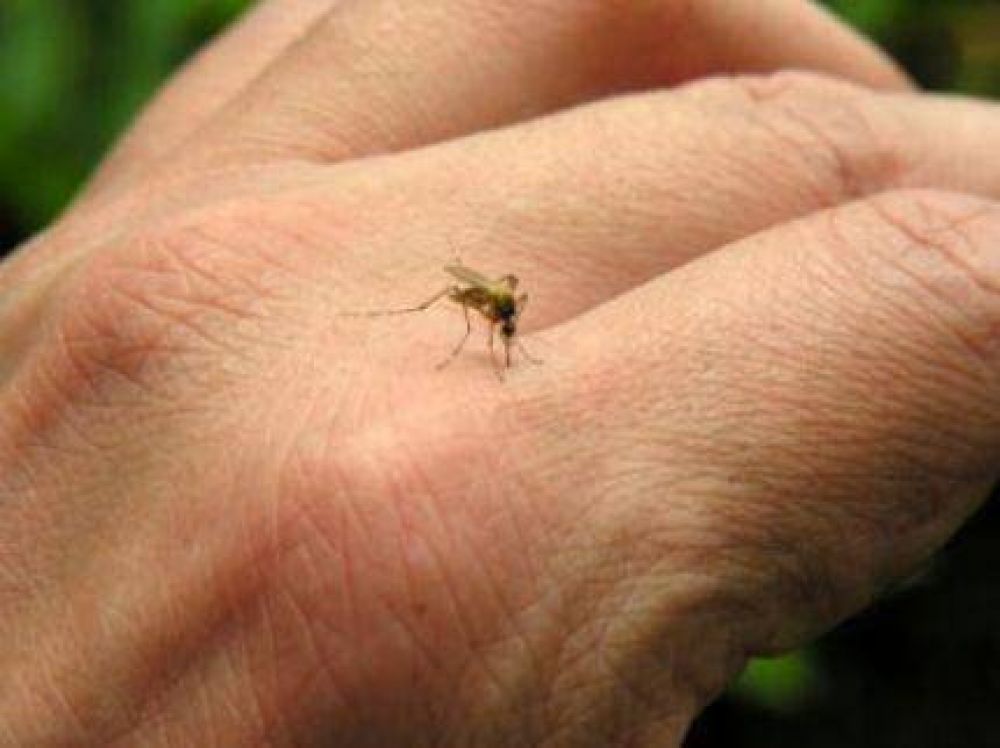 Pasan los d�as y los mosquitos no se quieren ir de Mar del Plata