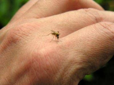 Pasan los d�as y los mosquitos no se quieren ir de Mar del Plata