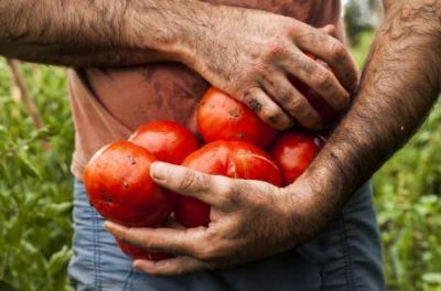 La d�cada del tomate platense se festej� bajo techo