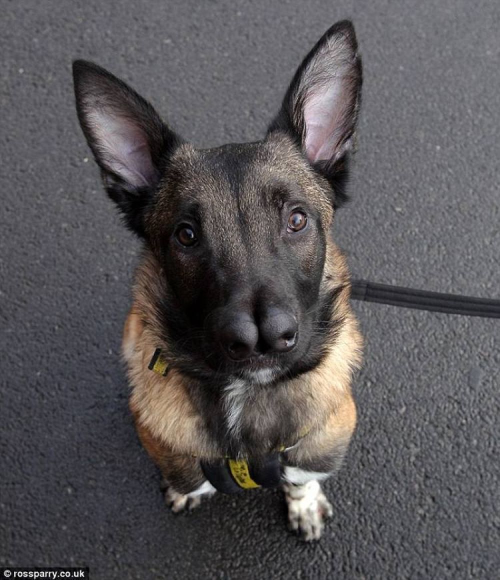 El perro que nadie quiere adoptar porque tiene dos narices