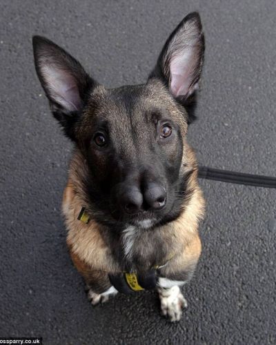 El perro que nadie quiere adoptar porque tiene dos narices