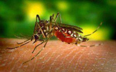 Eliminar potenciales criaderos del mosquito trasmisor del dengue