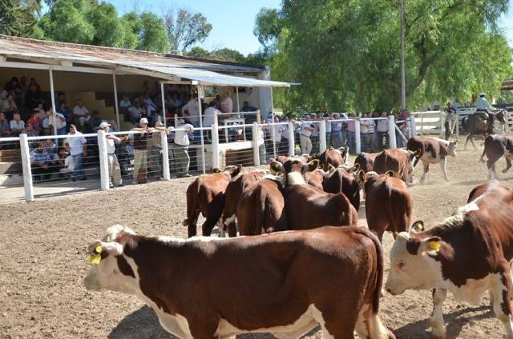 Fuerte suba del 20 por ciento para la hacienda en San Luis