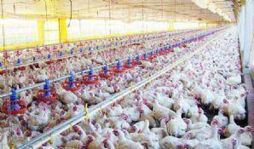 Alerta: Pollos contaminados con salmonella en Neuqu�n