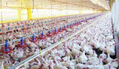 Alerta: Pollos contaminados con salmonella en Neuqu�n