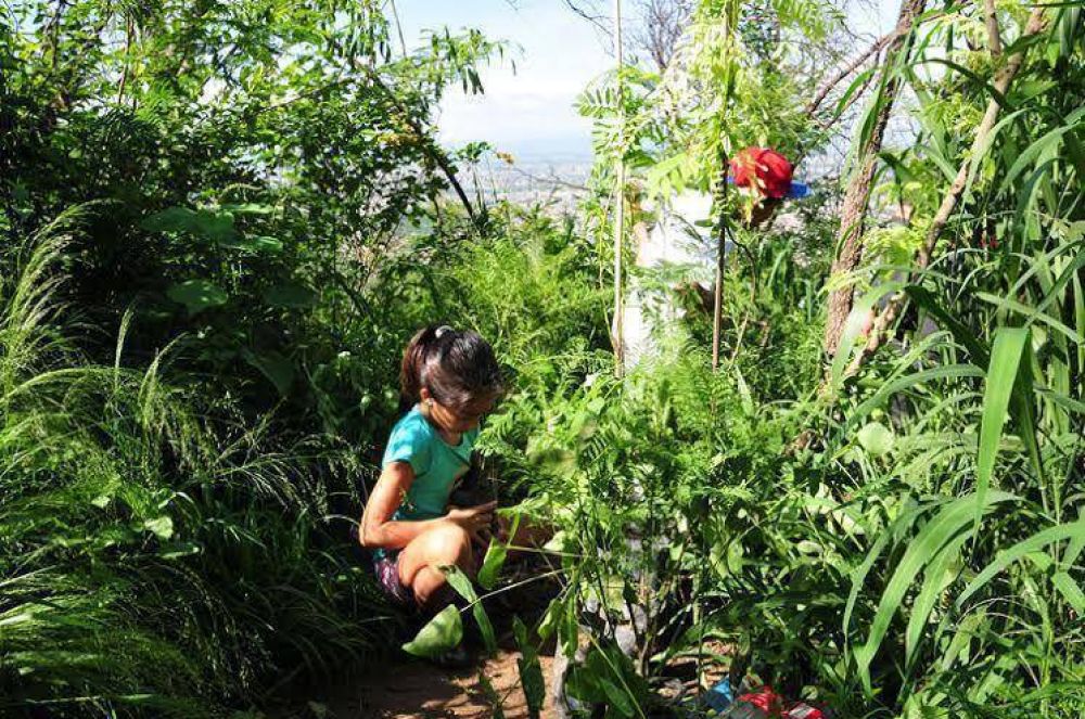M�s de 150 lapachos fueron plantados en el cerro San Bernardo