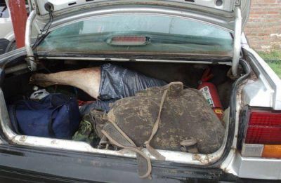 Caza furtiva: incautan carne, armas y veh�culos