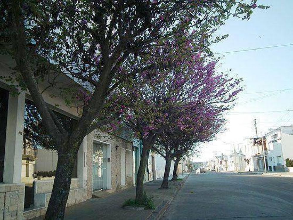 Arbolado P�blico: casi 400 inscriptos en la primera semana