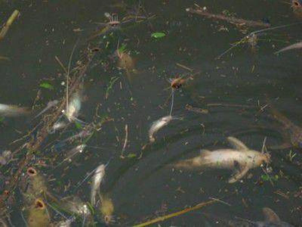 Mortandad de peces en el r�o Baradero