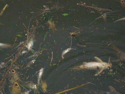 Mortandad de peces en el r�o Baradero