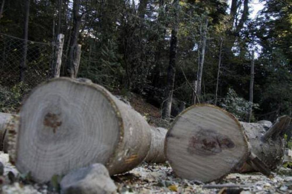 Re�nen m�s de 4 mil firmas para defender un bosque de Bariloche