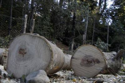 Re�nen m�s de 4 mil firmas para defender un bosque de Bariloche