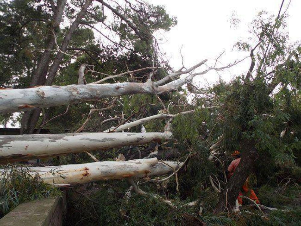 �rboles ca�dos y destrozos por el temporal de viento y lluvia en Santa Rosa