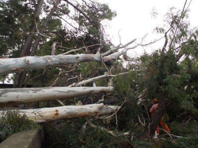 �rboles ca�dos y destrozos por el temporal de viento y lluvia en Santa Rosa
