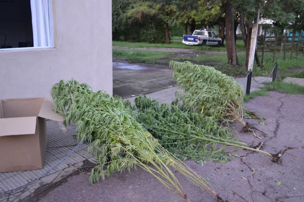Incautan plantas de marihuana de una casa en Pueblo Nuevo
