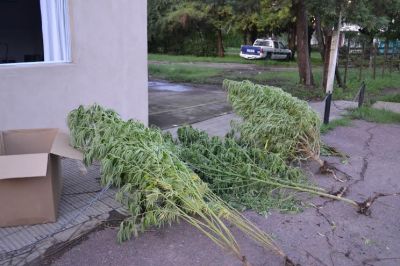 Incautan plantas de marihuana de una casa en Pueblo Nuevo