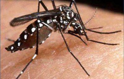Preocupa la proliferaci�n de mosquitos y Salud vuelve a brindar recomendaciones
