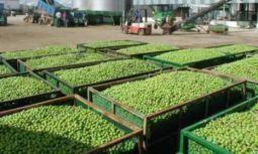 TODO SEA POR UNAS UVAS
