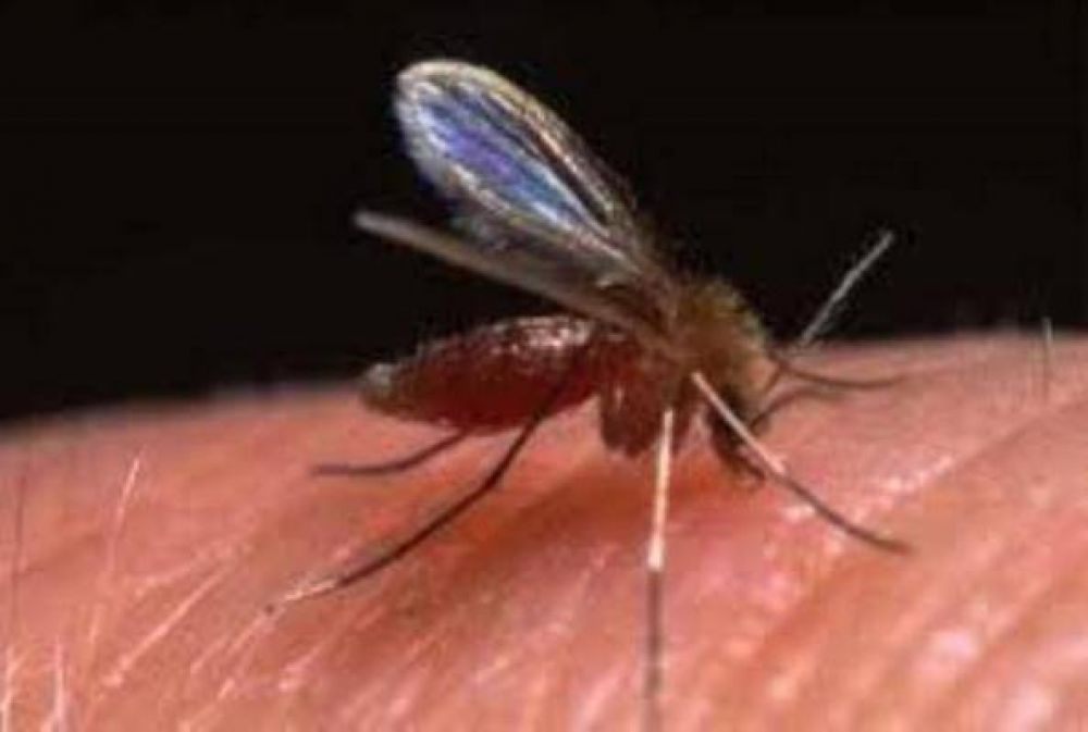 Falleci� la paciente con leishmaniasis de Puerto Iguaz�