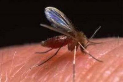 Falleci� la paciente con leishmaniasis de Puerto Iguaz�