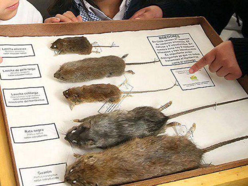 Un ni�o de 12 a�os es la primera v�ctima de hanta virus en el Valle de Lerma