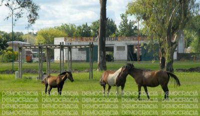 Preocupa la recurrente presencia de caballos sueltos en la v�a p�blica