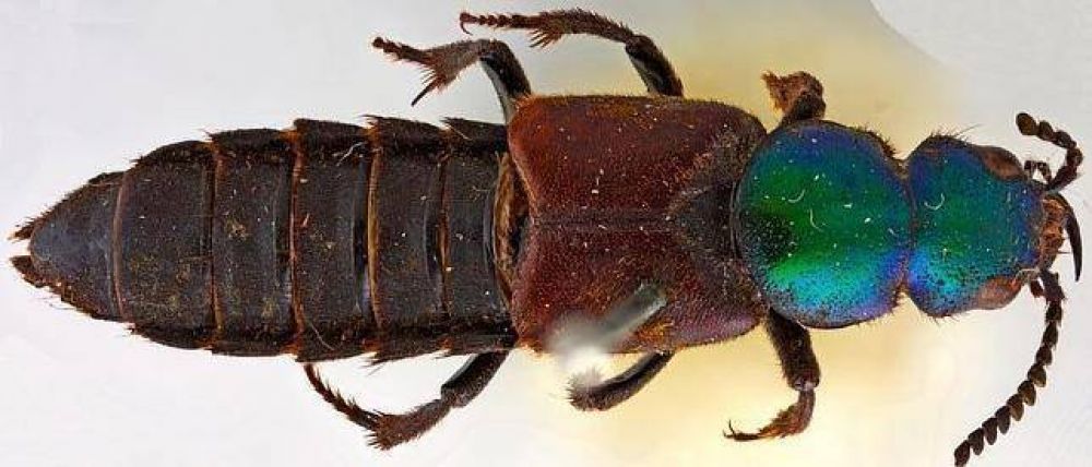Redescubren un escarabajo que Darwin hall� hace 180 a�os en cercan�as de Bah�a Blanca