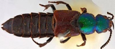 Redescubren un escarabajo que Darwin hall� hace 180 a�os en cercan�as de Bah�a Blanca
