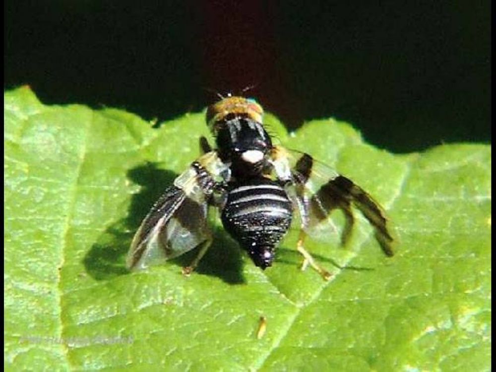 Fumigar�n Ullum para prevenir la mosca de los frutos