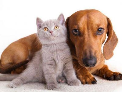 Propusieron crear un hospital p�blico para mascotas en Mendoza