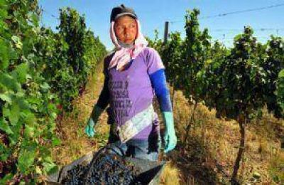 Trabajadores vitivin�colas piden suba de m�s de 50%