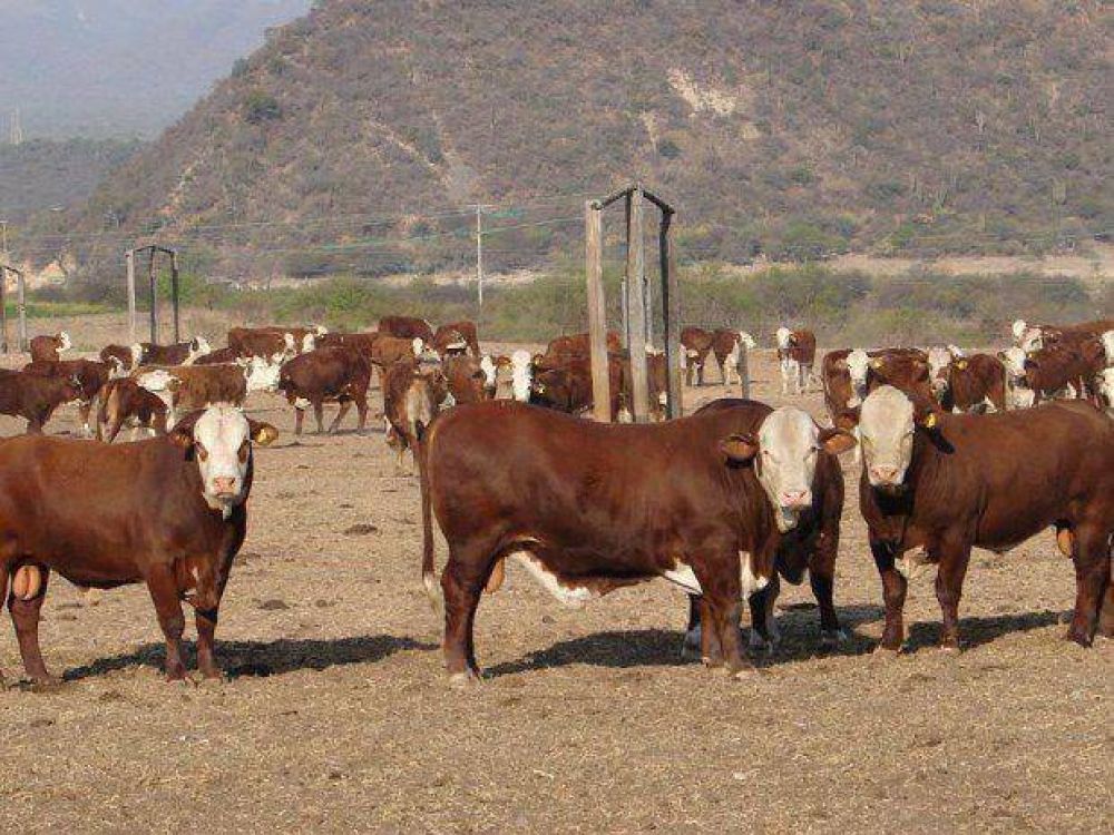 Prev�n una ca�da del 30% del stock bovino provincial
