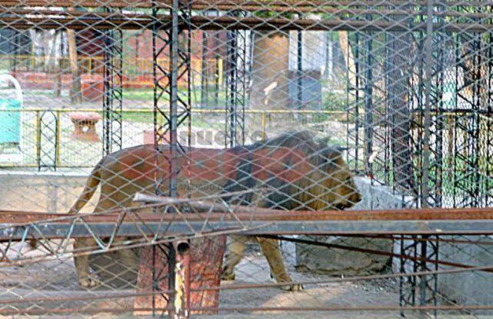 Cerrar�n el zool�gico de manera definitiva