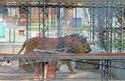 Cerrar�n el zool�gico de manera definitiva