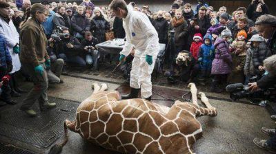 Piden rescatar a otra jirafa que sacrificar�an en Dinamarca