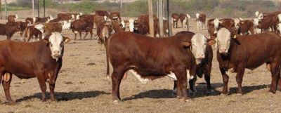 Seguir� aumentando de precio la carne
