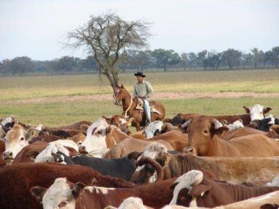 Ganader�a neg� que se haya producido una ca�da en el stock bovino