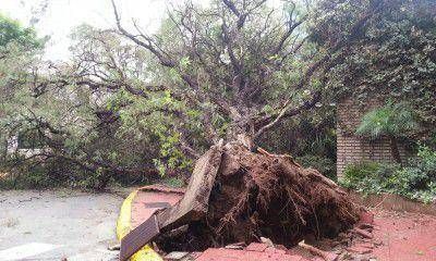 Tras la lluvia, un �rbol seco se cay� en Tiburcio Benegas y Santiago de Liniers en Ciudad