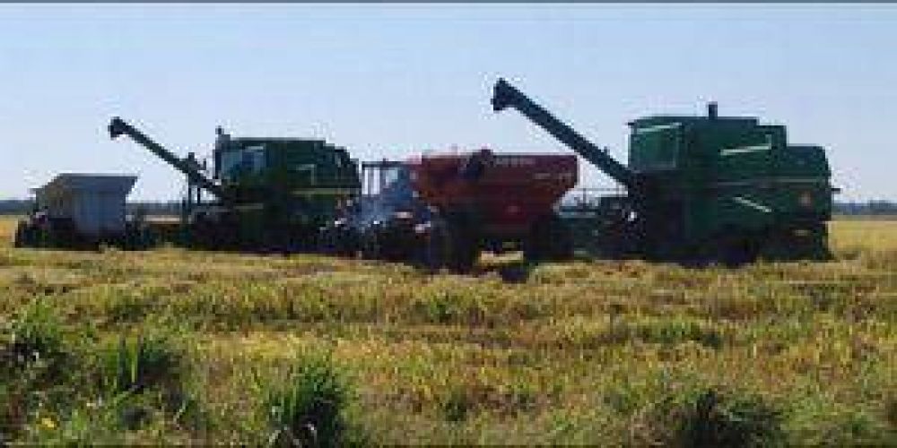 Se inici� la trilla de arroz en el interior