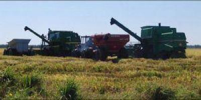 Se inici� la trilla de arroz en el interior